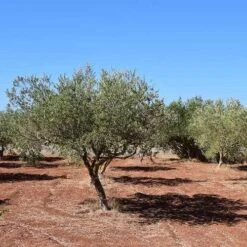 Olive Manzanillo -Garden Plant Store olive trees field 500 1