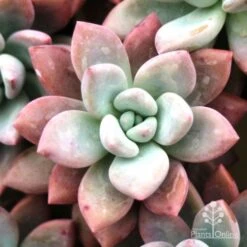 Graptoveria Opalina - Succulent -Garden Plant Store opalina img 4686