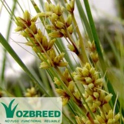 Lomandra SHARA -Garden Plant Store oz flower