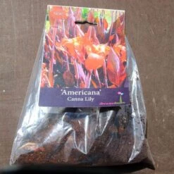 Canna Americana - 1 Bulb -Garden Plant Store pack canna americana