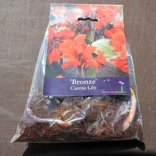 Canna Bronze - 1 Bulb 2 Canna Bronze - 1 Bulb - Image 2