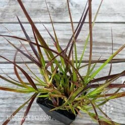 Pennisetum - Dwarf Purple Fountain Grass -Garden Plant Store pennisetum rubrum dwarf leaf 1