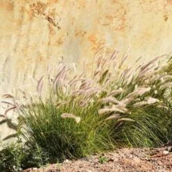 Pennisetum Alopecuroides - Swamp Fountain Grass -Garden Plant Store pennisetum swamp grass rock