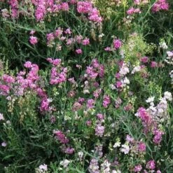 Sweet Pea Everlasting Mix - Seed -Garden Plant Store perennial sweet peas