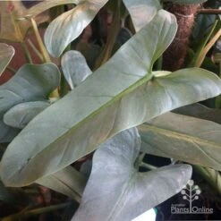 Philodendron Silver Sword 8 Philodendron Silver Sword -Garden Plant Store philo silver sword mature leaf