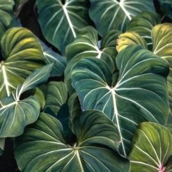 Philodendron Gloriosum - Velvet Philodendron