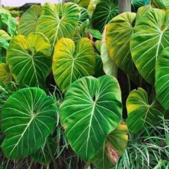 Philodendron Gloriosum - Velvet Philodendron 13 Philodendron Gloriosum - Velvet Philodendron -Garden Plant Store philodendron gloriosum plants bright