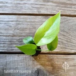 Philodendron Minima - Mini Monstera -Garden Plant Store philodendron minima 1 edited