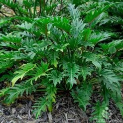 Philodendron Xanadu -Garden Plant Store philodendron xanadu 500