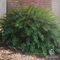 Philodendron Xanadu -Garden Plant Store philodendron xanadu home