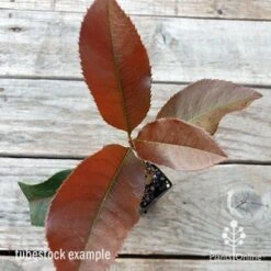 Photinia Black Jack -Garden Plant Store photinia black jack 1