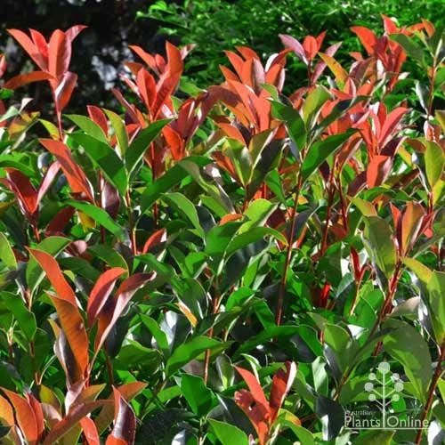 Photinia Red Robin 9 Photinia Red Robin - Image 9