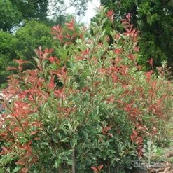 Photinia Pink Marble -Garden Plant Store photinia pink marble hedge nursery