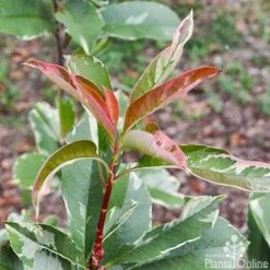 Photinia Pink Marble -Garden Plant Store photinia pink marble 1