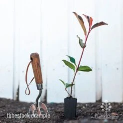 Photinia Red Robin 16 Photinia Red Robin -Garden Plant Store photinia red robin styled 2