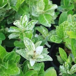 Euonymus Pierrolino - Variegated Spindle -Garden Plant Store pierrolino img 0527