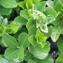Euonymus Pierrolino - Variegated Spindle -Garden Plant Store pierrolino leaf markings