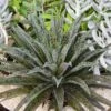 Mangave Pineapple Express - Succulent