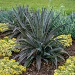 Mangave Pineapple Express - Succulent -Garden Plant Store pineapple express 2
