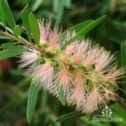 Callistemon Pink Champagne 24 Callistemon Pink Champagne -Garden Plant Store pink champagne 3 1