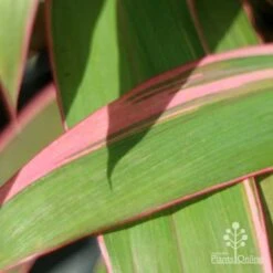 Cordyline Fruticosa Pink Diamond 17 Cordyline Fruticosa Pink Diamond -Garden Plant Store pink diamond leaf 1