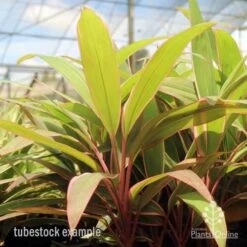 Cordyline Fruticosa Pink Diamond 19 Cordyline Fruticosa Pink Diamond -Garden Plant Store pink diamond tubestock