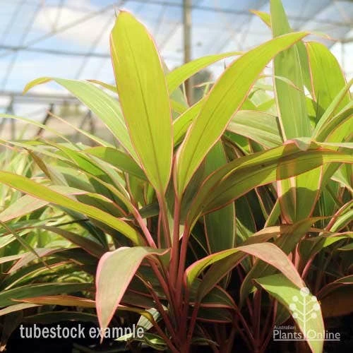 Cordyline Fruticosa Pink Diamond 10 Cordyline Fruticosa Pink Diamond - Image 10