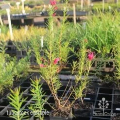 Grevillea Pink Pearl -Garden Plant Store pink pearl tubestock grevillea