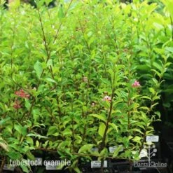 Malpighia Pixie - Acerola -Garden Plant Store pixie tubestock in bud