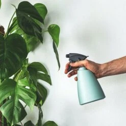 Monstera Deliciosa - Fruit Salad Plant, Swiss Cheese -Garden Plant Store plant misting