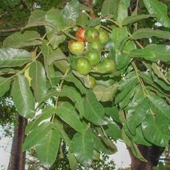 Burdekin Plum - Pleiogynium -Garden Plant Store pleiogynium timoriense burdekin plum tree