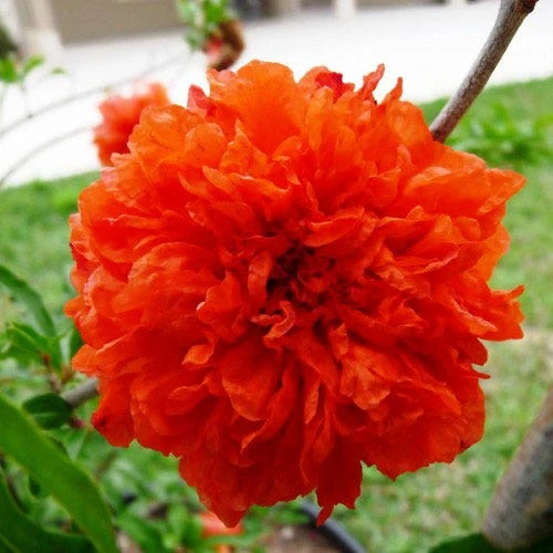 Pomegranate Double Orange 1 Pomegranate Double Orange