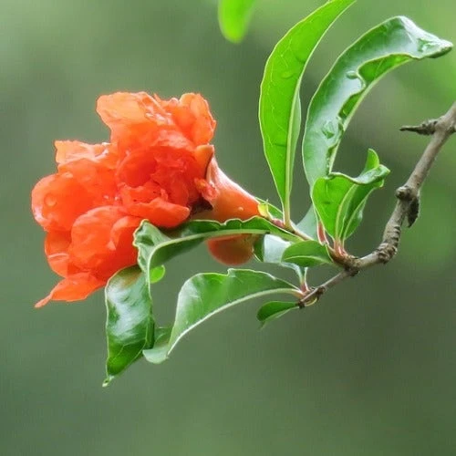 Pomegranate Double Orange 2 Pomegranate Double Orange - Image 2