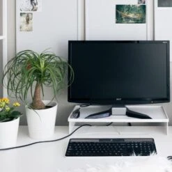 Beaucarnea - Ponytail Palm -Garden Plant Store ponytail home office