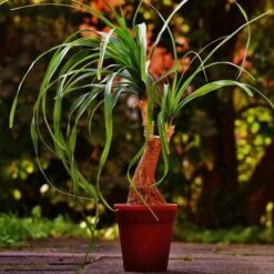 Beaucarnea - Ponytail Palm -Garden Plant Store ponytail potted 2