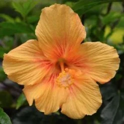 Hibiscus Popsicle -Garden Plant Store popsicle flower
