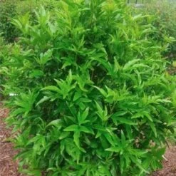 Hibiscus Popsicle -Garden Plant Store popsicle shrub