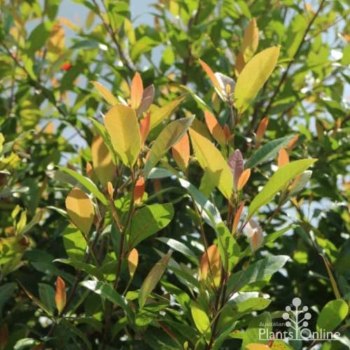 Elaeocarpus Prima Donna - Blueberry Ash 2 Elaeocarpus Prima Donna - Blueberry Ash - Image 2