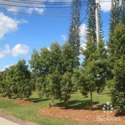 Elaeocarpus Prima Donna - Blueberry Ash 16 Elaeocarpus Prima Donna - Blueberry Ash -Garden Plant Store prima donna nursery drive