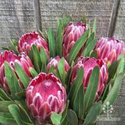 Protea Pink Ice -Garden Plant Store protea pink ice