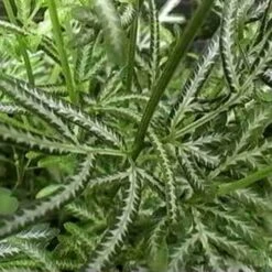 Pteris - Slender Brake Fern -Garden Plant Store pteris victoiare