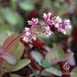 Crassula Purple Dragon - Fairy Crassula -Garden Plant Store purple dragon crassula flower