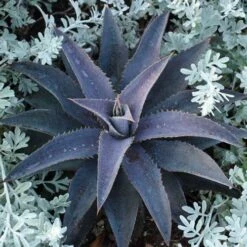 Mangave Purple People Eater - Succulent -Garden Plant Store purple people eater 2