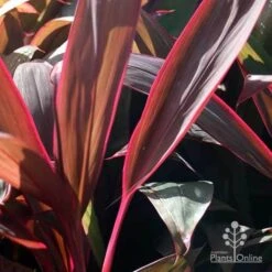 Cordyline Fruticosa Purple Prince -Garden Plant Store purple prince leaf colour