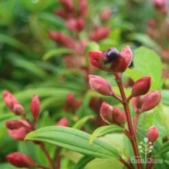 Tibouchina Purple Star -Garden Plant Store purple star buds rain