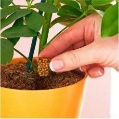 Miracle Gro Push & Feed Plant Food -Garden Plant Store push and feed