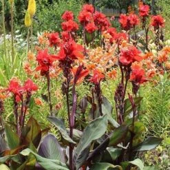 Canna Americana - 1 Bulb