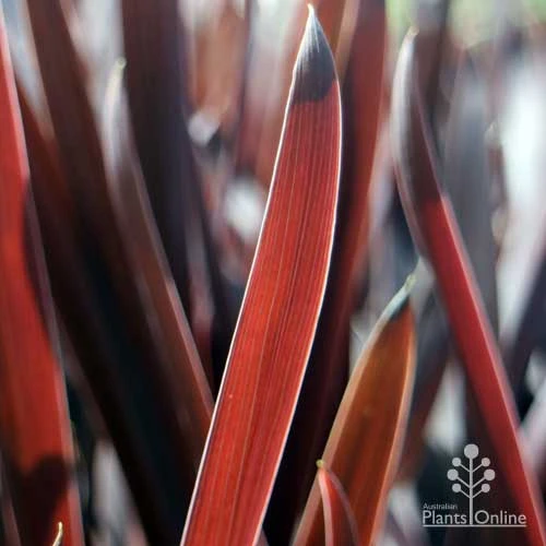 Cordyline Australis Red Sensation 3 Cordyline Australis Red Sensation - Image 3