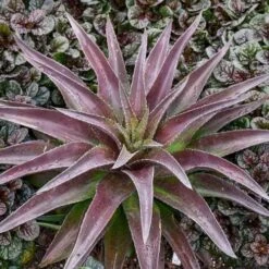 Mangave Red Wing - Succulent -Garden Plant Store red wing 2