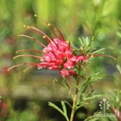 Grevillea Red Wings -Garden Plant Store redwings flower close